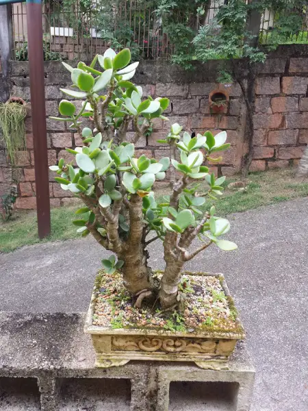 Árvore-da-Jade (Crassula ovata) Bonsai