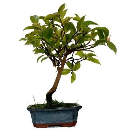 Árvore de Chá (Camellia sinensis)- Bonsai