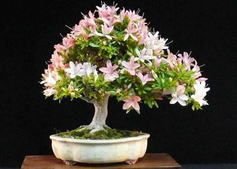 Azalea01-Satsuki-azalea planta bonsai Cultura japonesa