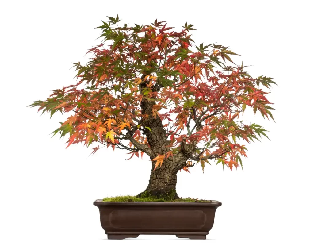 Bonsai arvore do dragão acer Vaso