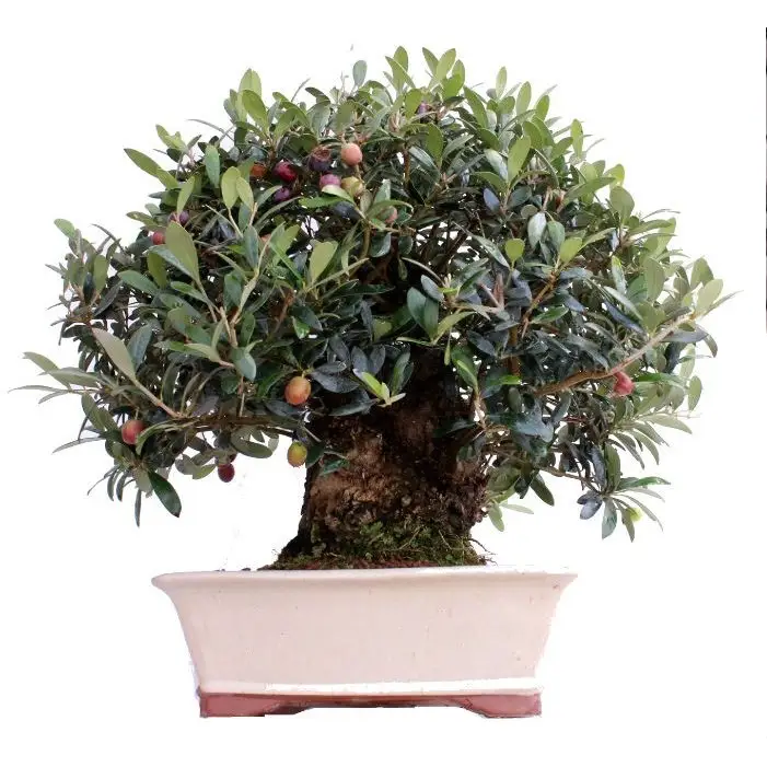 Imagem: Bonsai de Oliveira (Olea europaea): Bonsai