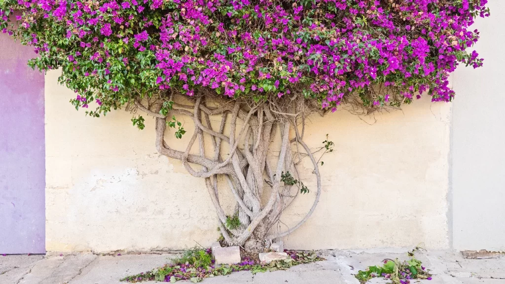 Bougainvillea árvore