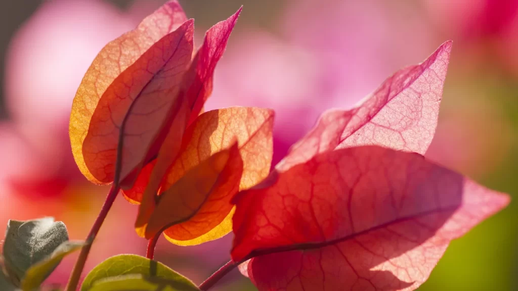 Bougainvillea de perto