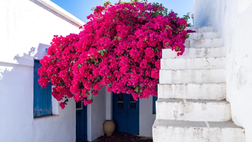 Bougainvillea na casa