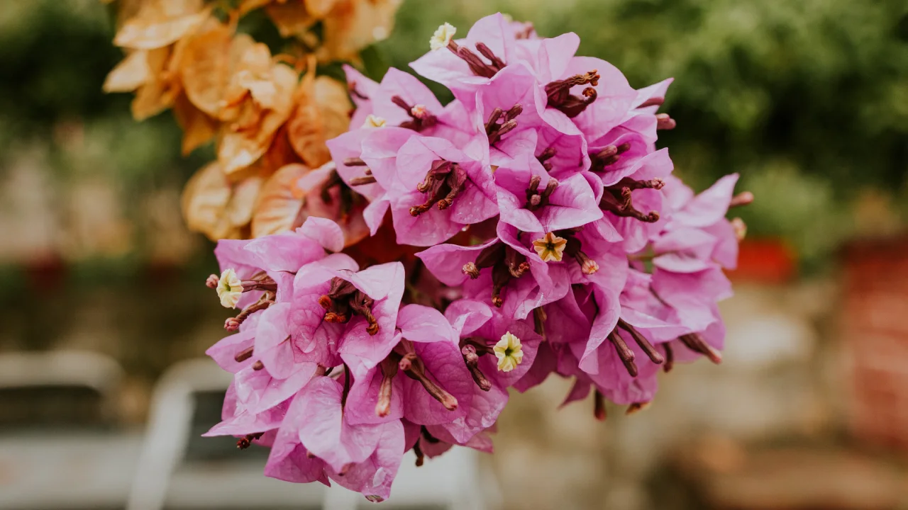 Bougainvillea - Primavera