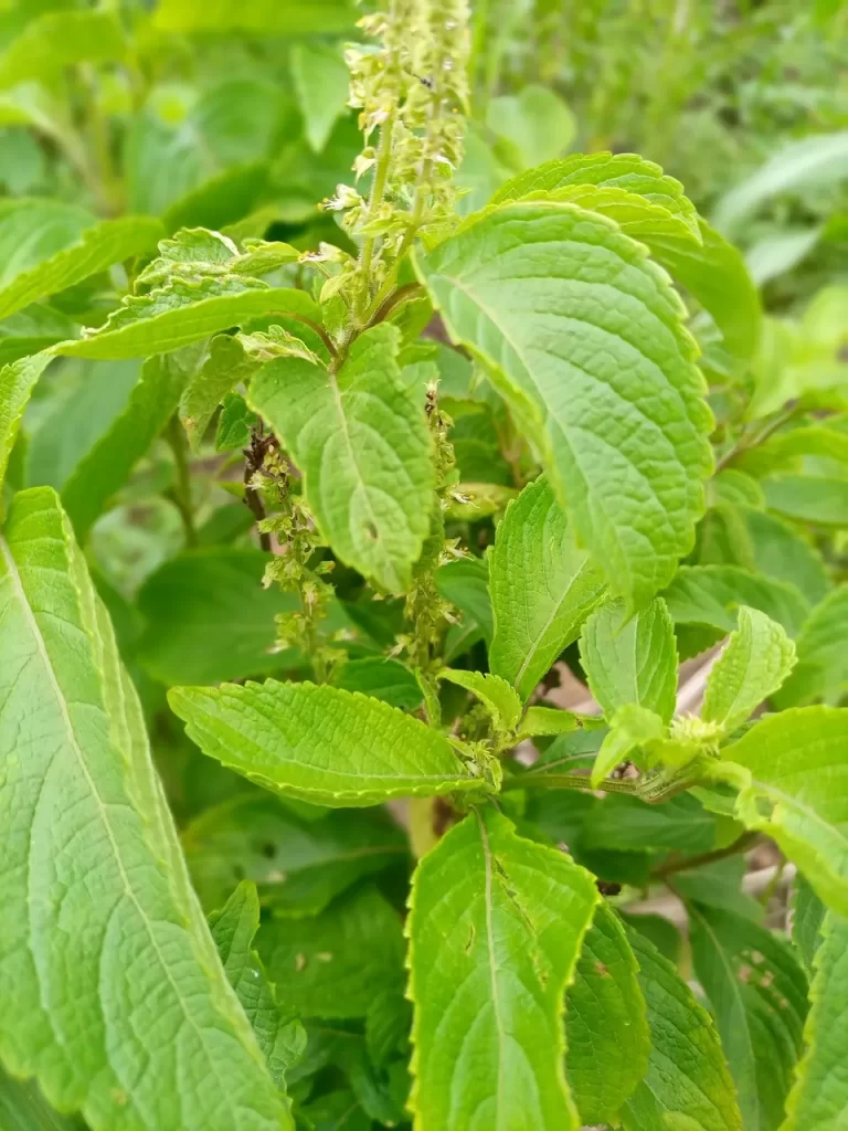 Flor de manjericão