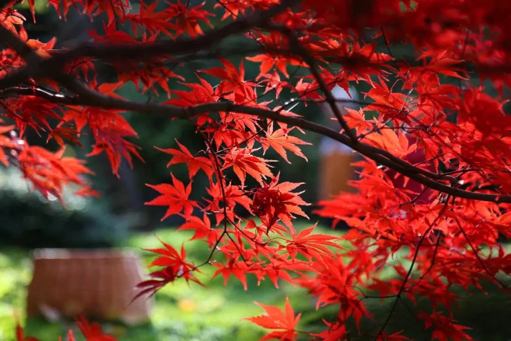 Folhas vermelhas de acer arvore do dragão brilhantes contra o sol