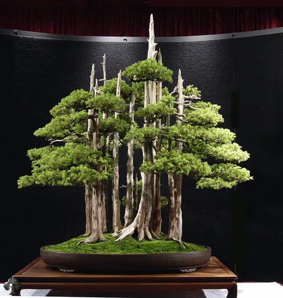 Junípero (Juniperus spp.)- planta bonsai Cultura japonesa