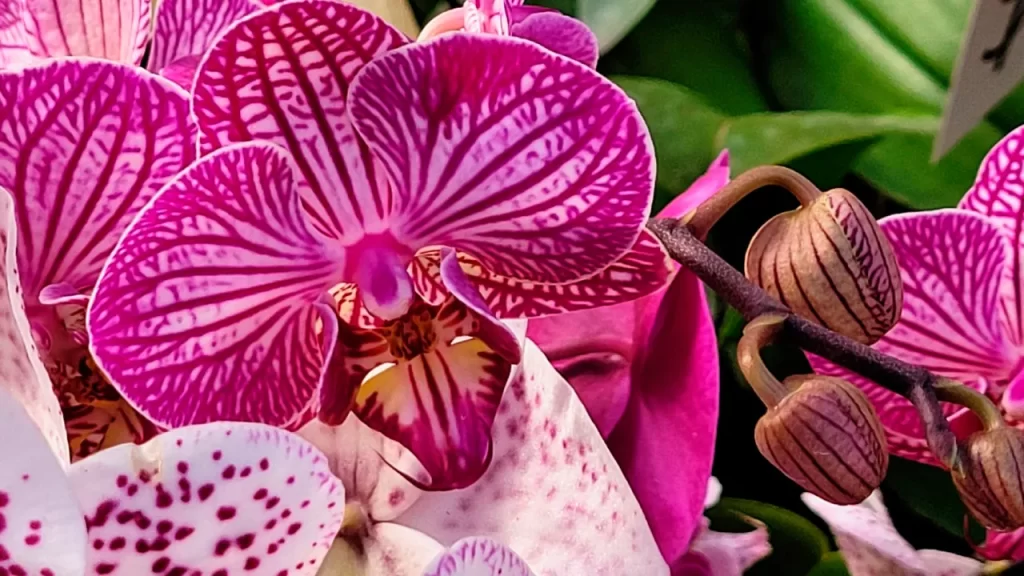 Orquídeas para iniciantes - flor de orquídea