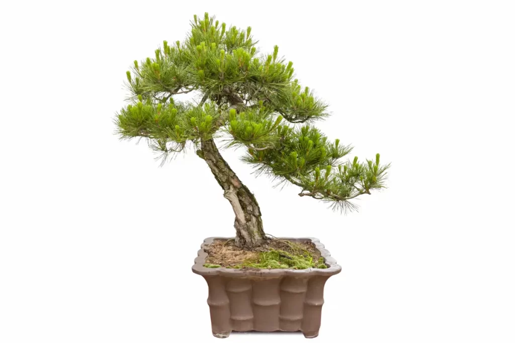 Pinheiro Negro Japonês (Pinus thunbergii)- planta bonsai Cultura japonesa