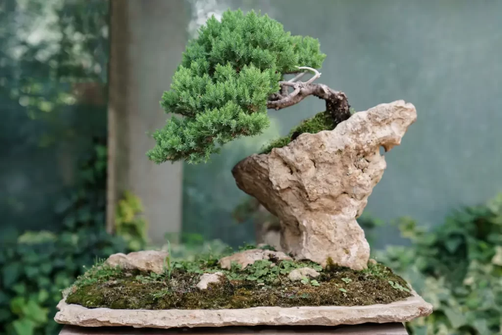 Plantas de Bonsai Cultura Japonesa