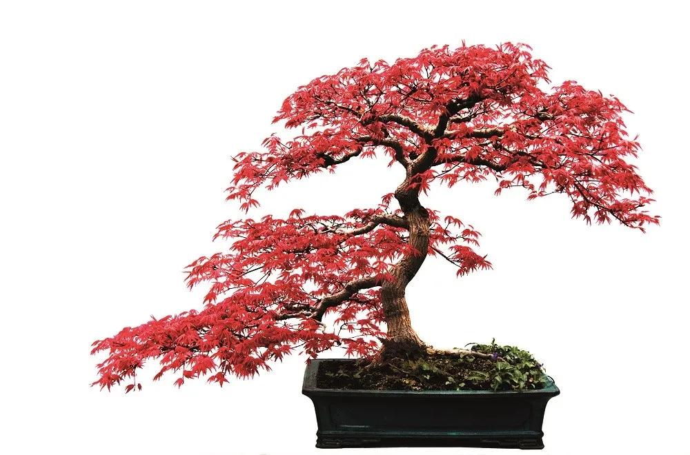 Cultivando o Encanto em Miniatura: O Bonsai da Árvore-do-Dragão