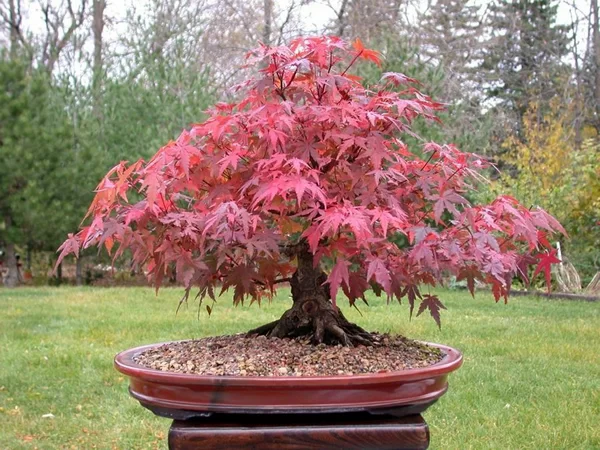 Bonsai Arvore do Dragão -acer-palmatum-seigen-bonsai lardocelar