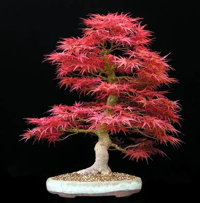 acer-palmatum-seigen-planta bonsai Cultura japonesa