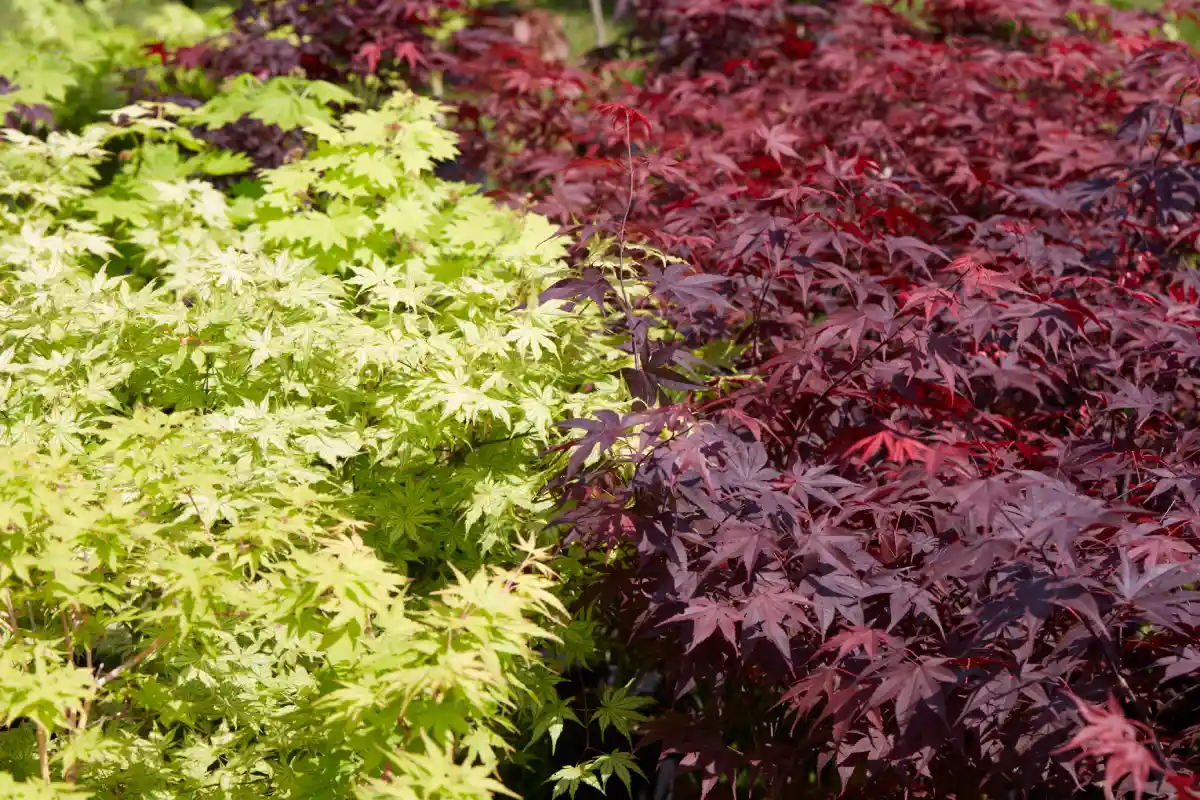 arvore dragão (acer) bordo-japonês-acer-palmatum-plantas-com-folhas de cores diferentes