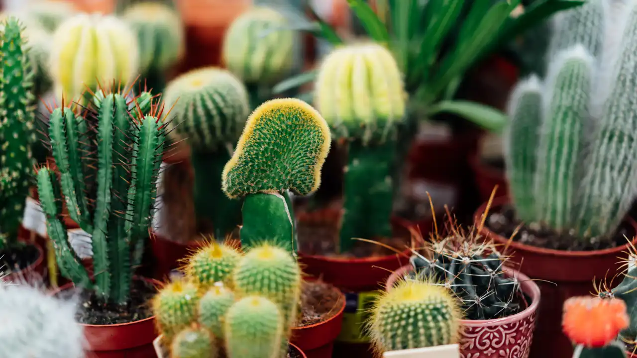 Cactos para Iniciantes: Como Cultivar Essas Belezas do Deserto