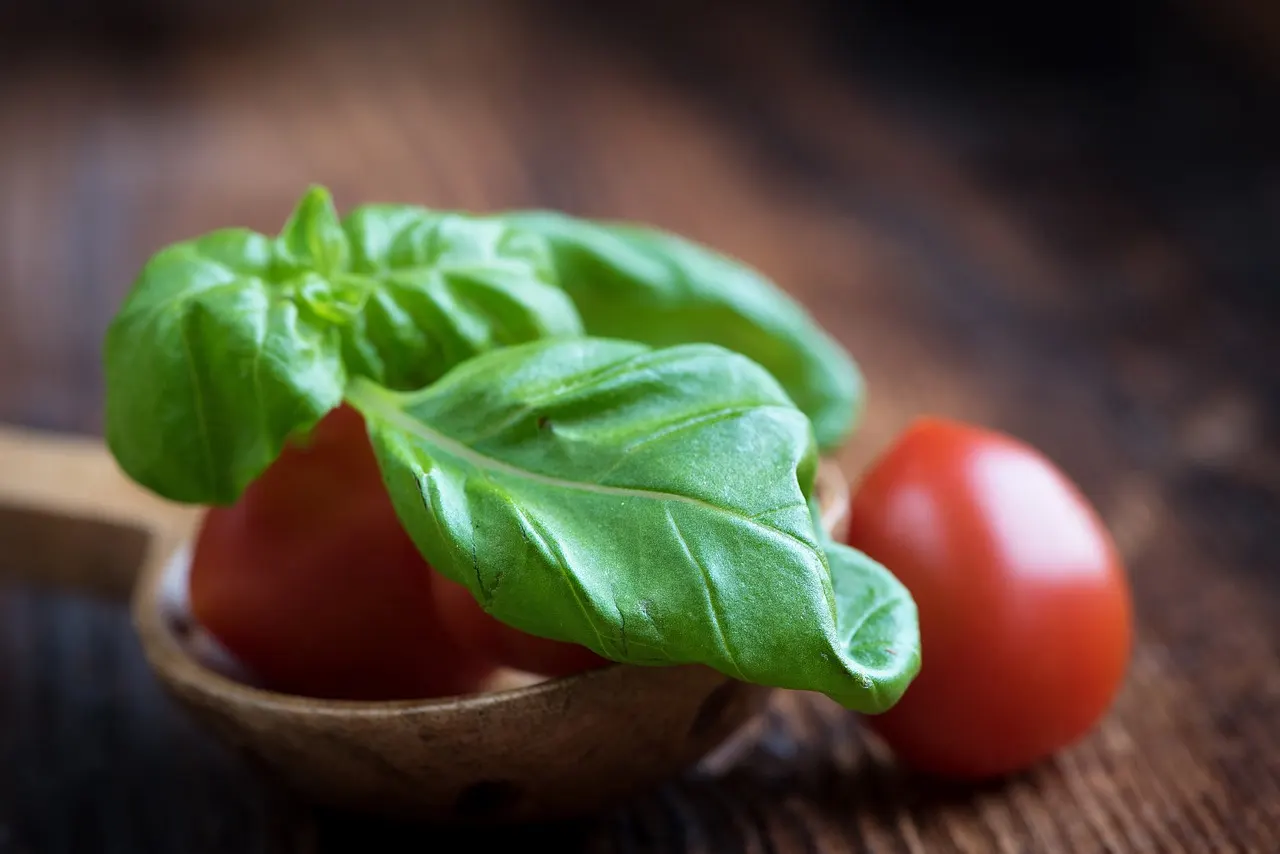 Do cultivo ao uso do manjericão: Como Cultivar e Desfrutar desta Erva Aromática em sua Cozinha