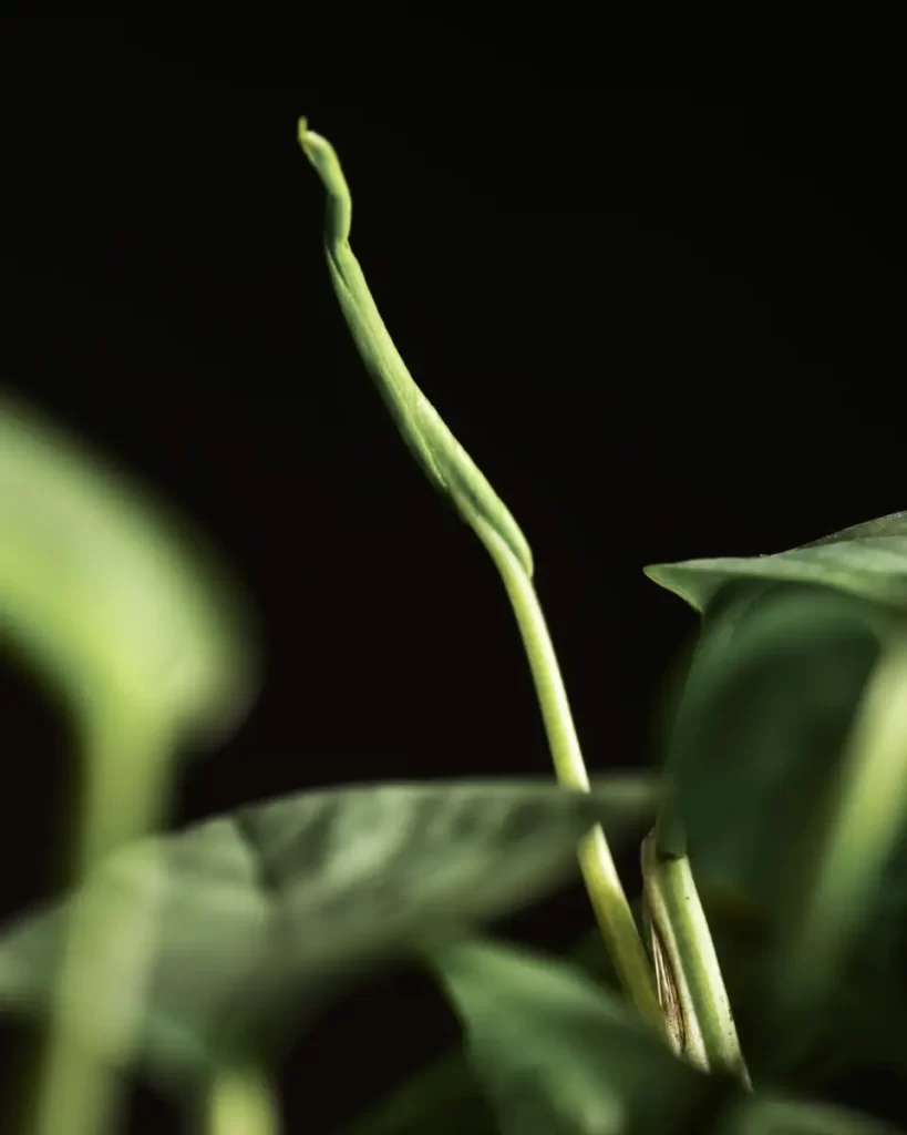 planta jiboia floração