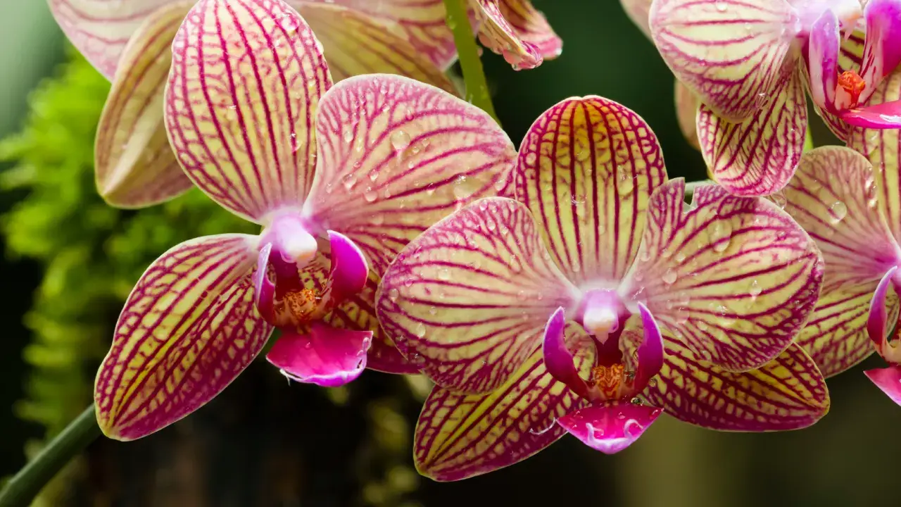 fotografia de orquideas - Foto de botões de orquidea