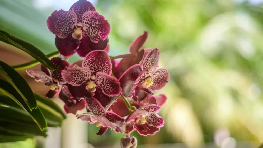 Orquídeas para iniciantes - flor de orquídea