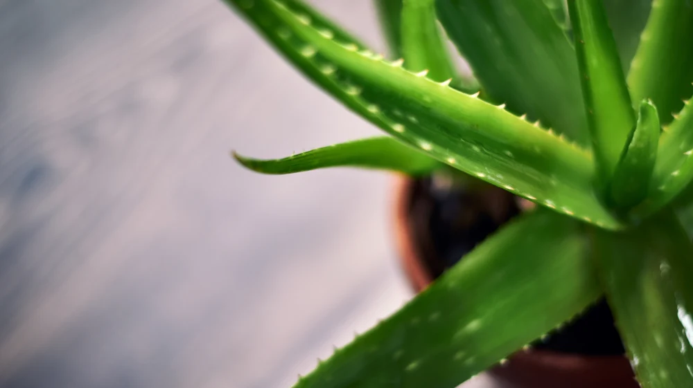 aloe vera em vaso