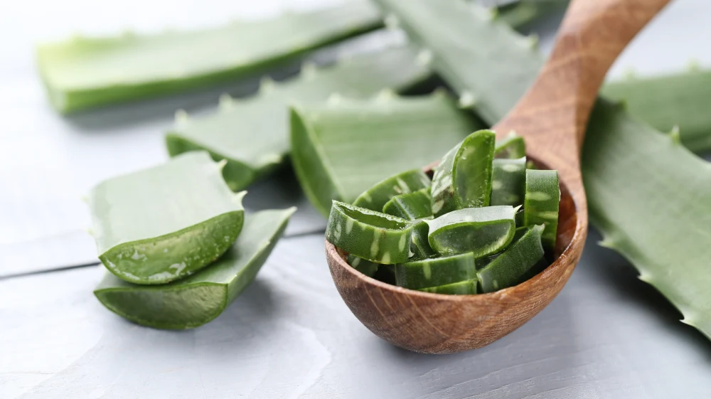 fatias de aloe vera para cuidados com a pele