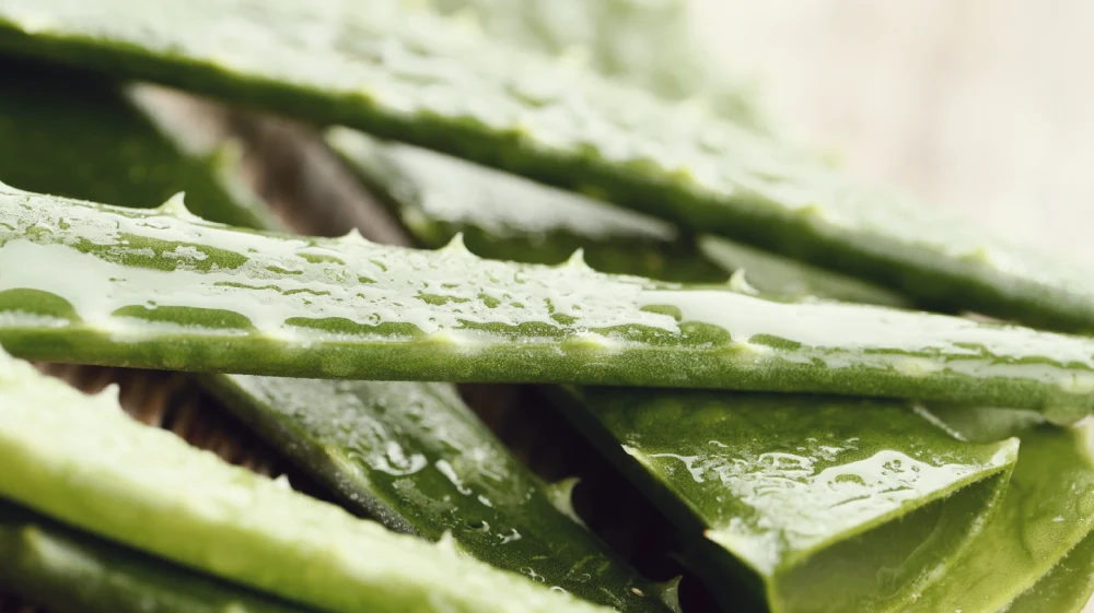 Aloe Vera: Saiba tudo sobre essa Planta Milagrosa