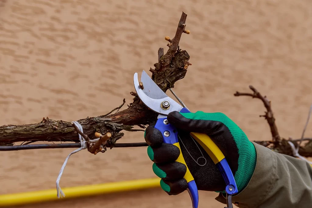 Como Podar Suas Plantas no Outono - grape-vine-pruning-pruning-is-an-art-in-caring-fo