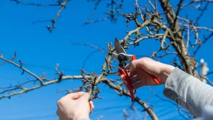 Como Podar Suas Plantas no Outono: Dicas e Técnicas Essenciais