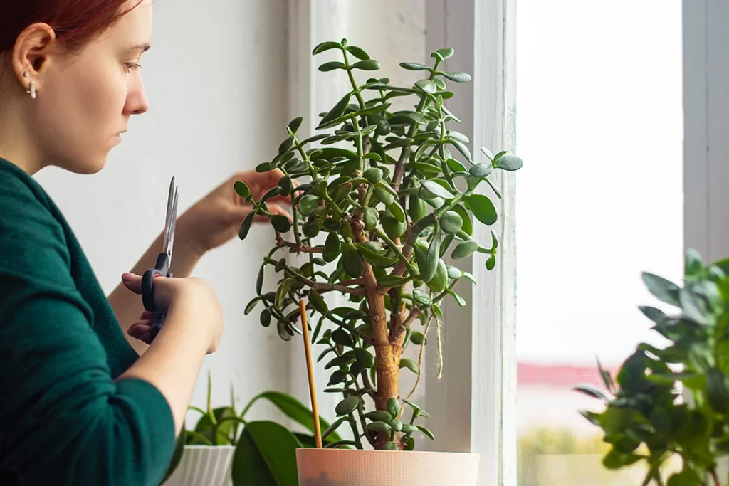 Como Podar Suas Plantas no Outono - young-woman-in-yellow-rubber-gloves-is-replanting