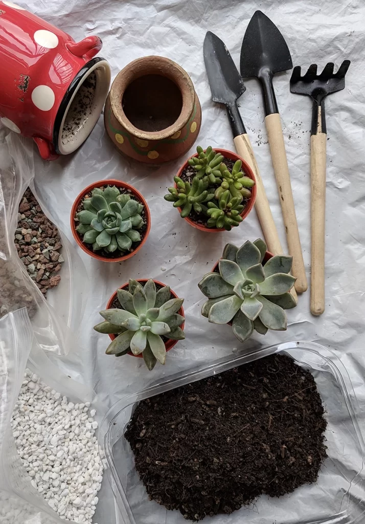 Como Preparar o Solo na Primavera - flat-lay-of-gardening-tools-soil-and-succulents