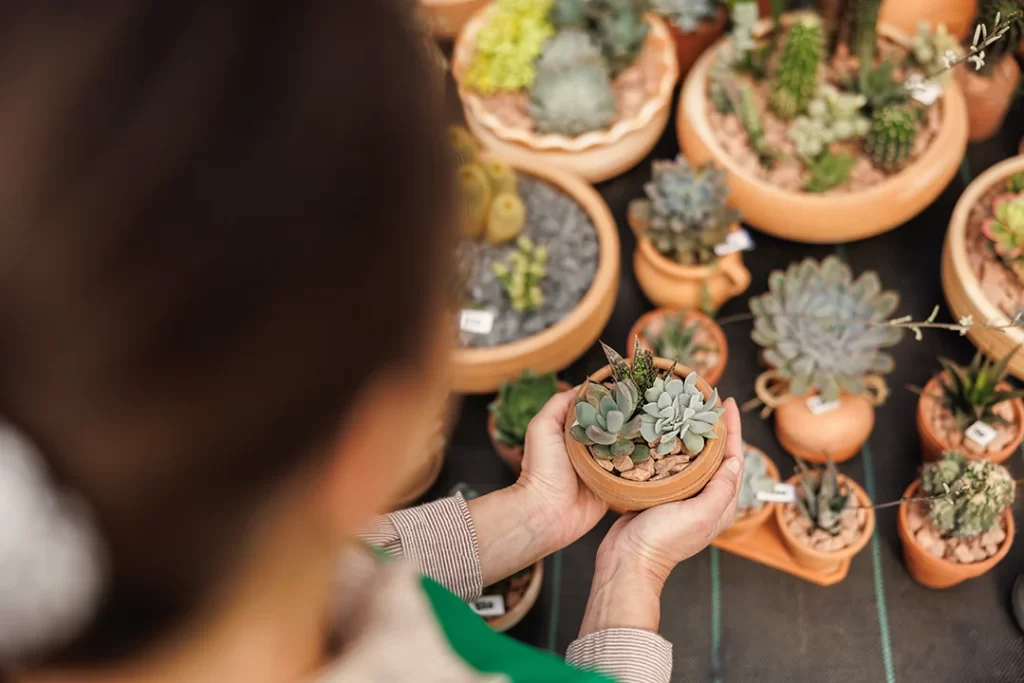 Dicas-de-Jardinagem-para-Iniciantes varios vasos de suculentas