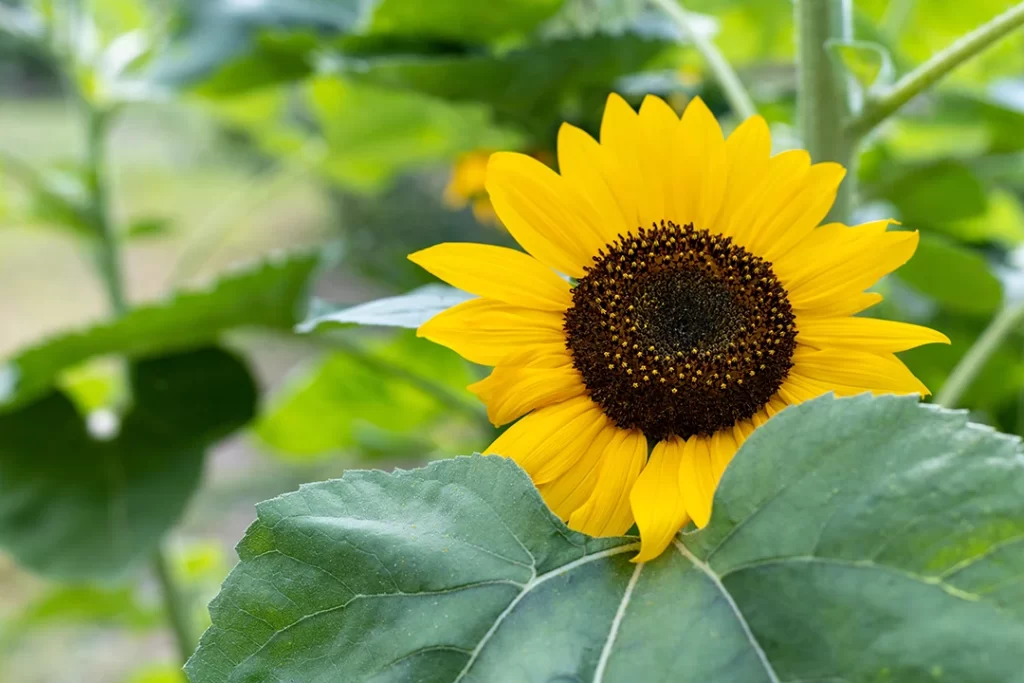 Jardinagem para Iniciantes - Jardim ensolarado com plantas de sol pleno