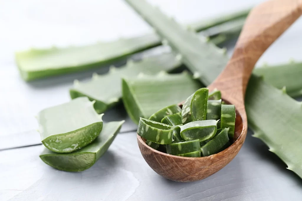 Melhores Plantas Medicinais para Cultivar em Casa - aloe-vera-slices-skin-care