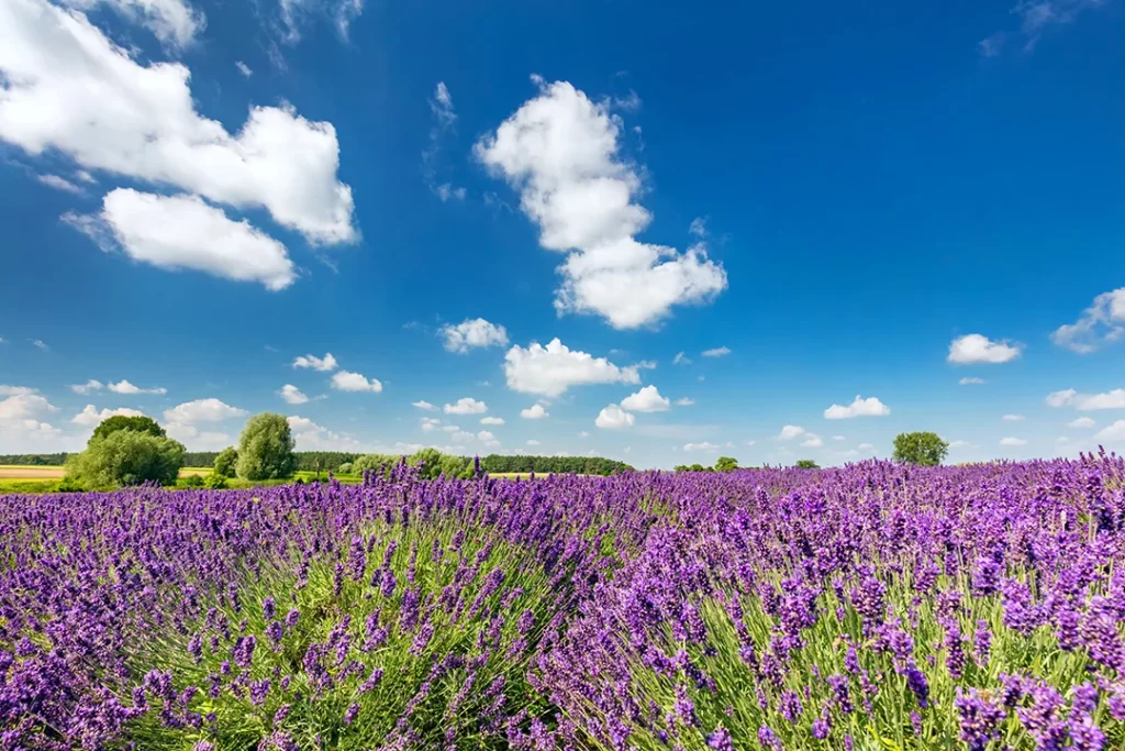 Melhores Plantas Medicinais para Cultivar em Casa - lavender-flower-field-in-full-bloom-sunny-blue-sky