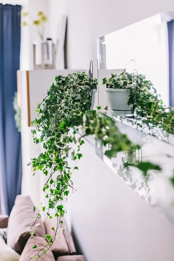 Plantas Ornamentais para Ambientes Pequenos - green-creeping-plant-in-a-small-cozy-apartment