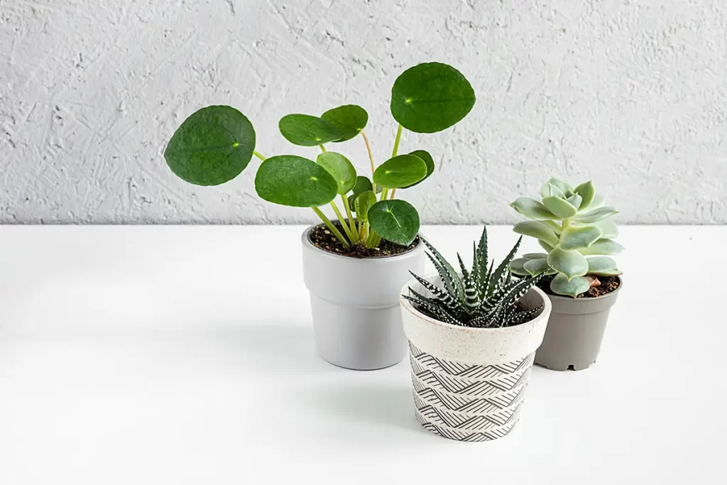 Plantas Ornamentais para Ambientes Pequenos - small-pots-with-home-plants