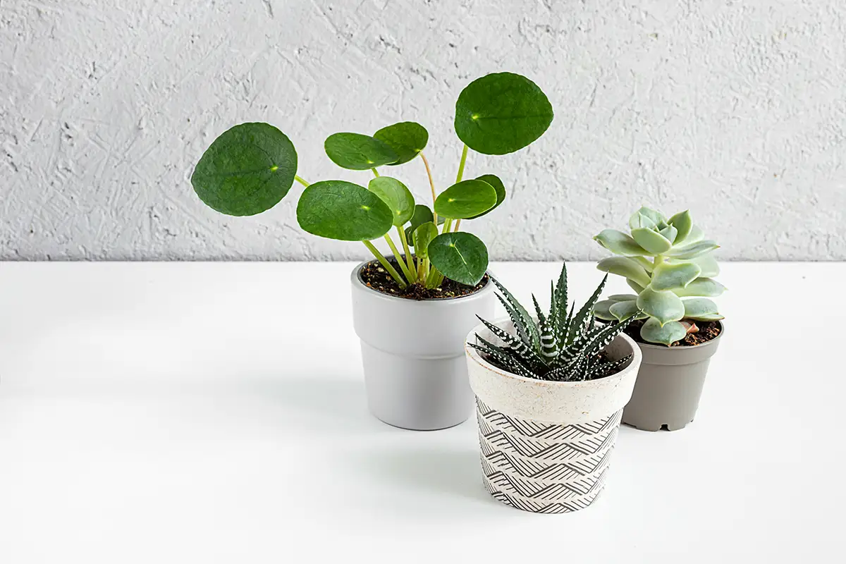 Plantas Ornamentais para Ambientes Pequenos: Transforme Seu Espaço com Verde