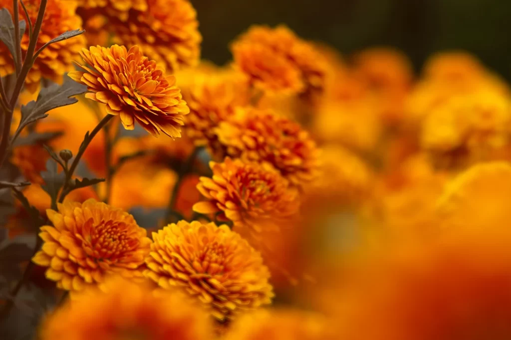 Plantas para Cada Estação - background-of-yellow-orange-chrysanthemums-closeup