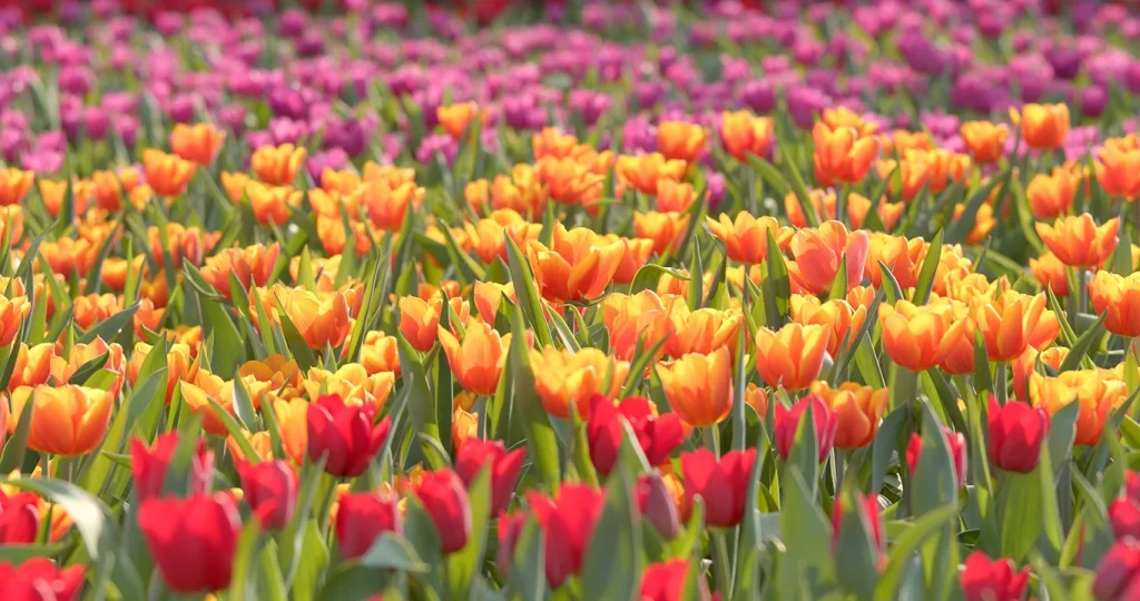 Plantas para Cada Estação - colorful-tulip-farm