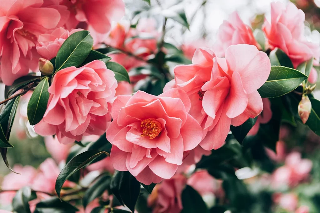 Plantas para Cada Estação - pink-camellia-tree-with-blooming-flowers