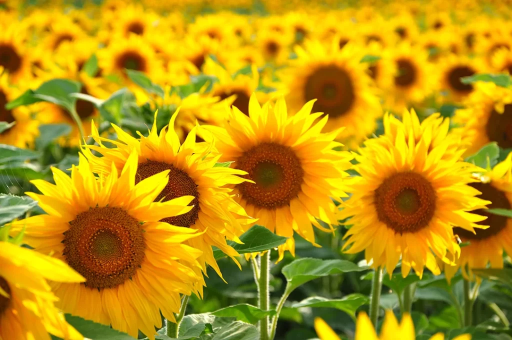 Plantas para Cada Estação - sunflower-field