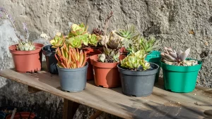 Prevenção da Dengue: Dicas de Jardinagem - vasos com suculentas sem prato embaixo