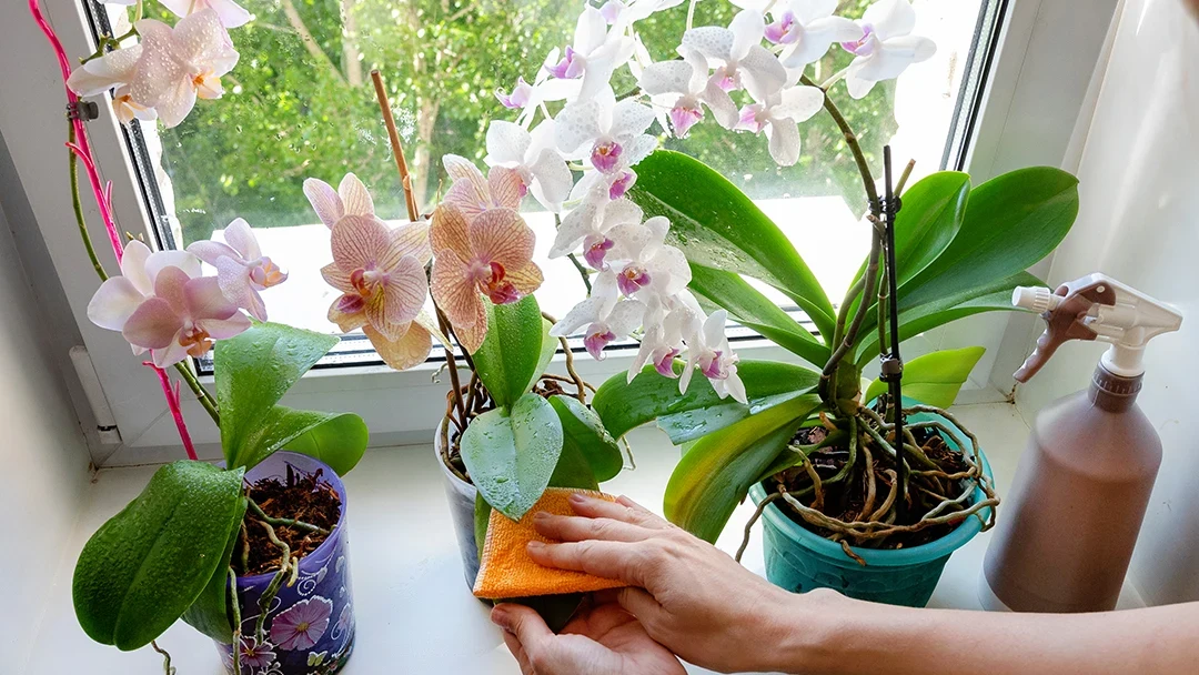 cuidados com as plantas no inverno - caring-for-orchids-in-the-winter-cleaning-the-lea-thumb