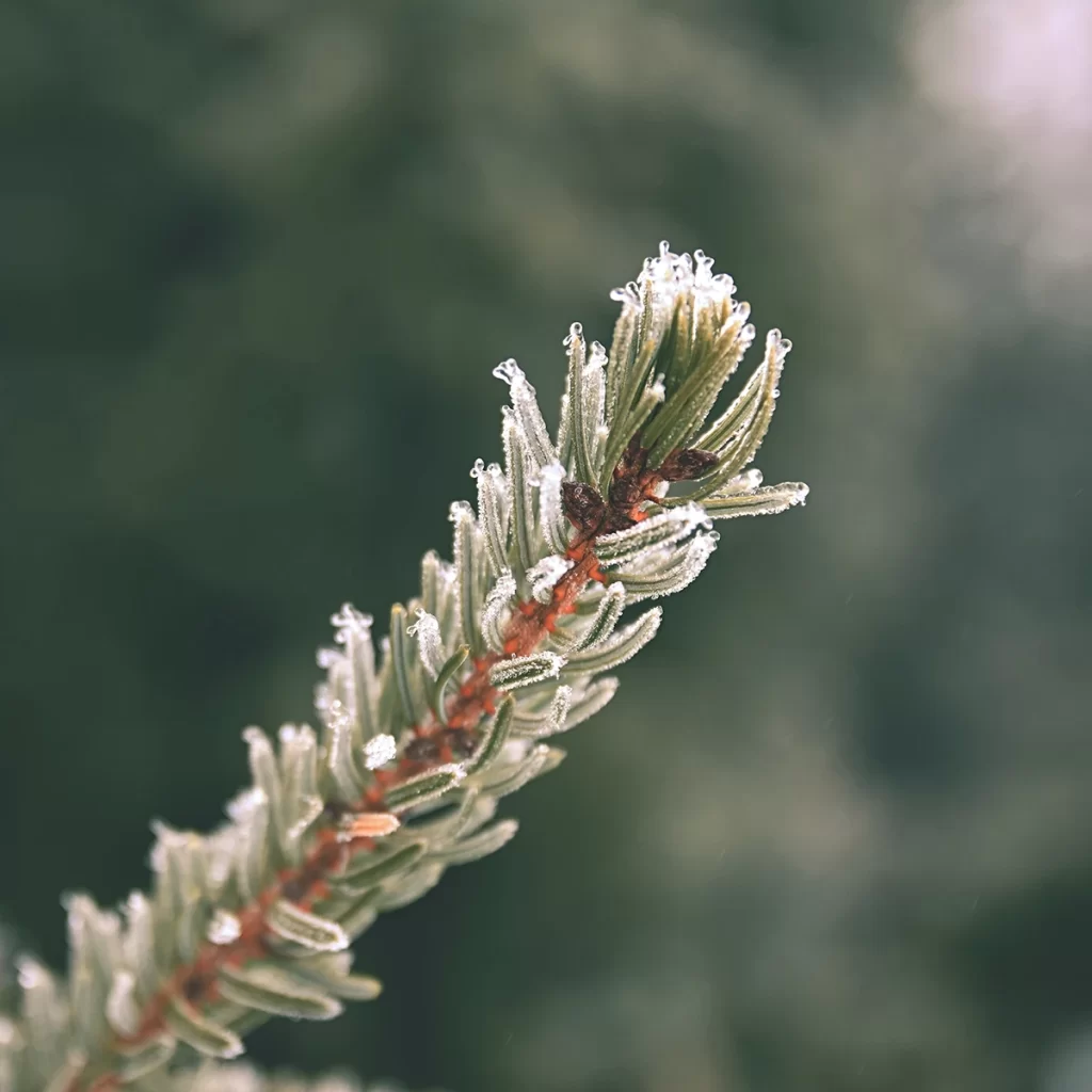 Cuidados com Plantas no Inverno - ervas aromáticas