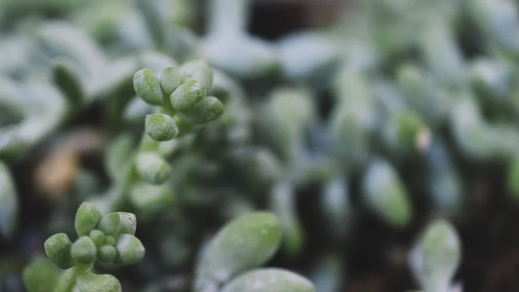 Cuidados com Plantas no Inverno - suculentas