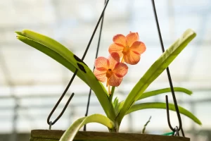 orquídea laranja