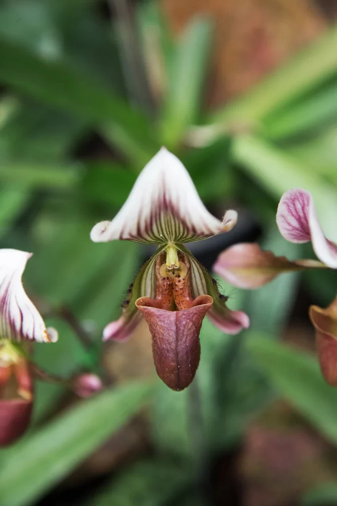 orquídea exótica