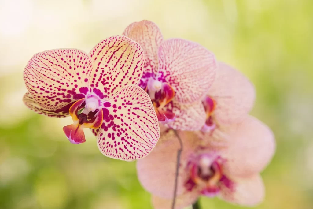 orquídea phaleanopsis rosa