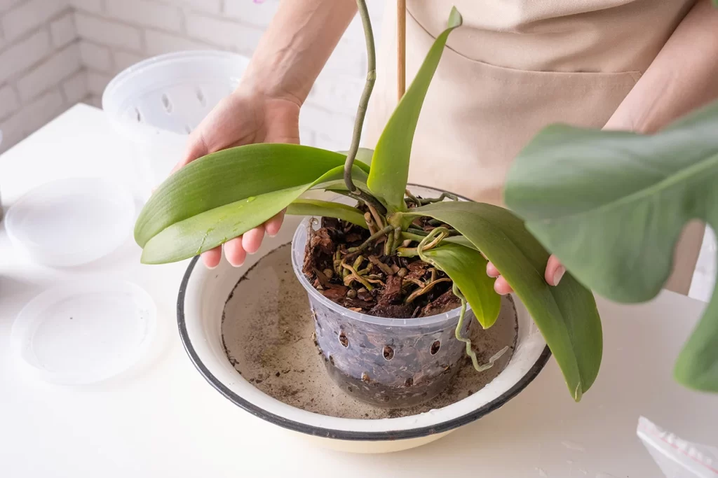 mulher cuidando de orquídea